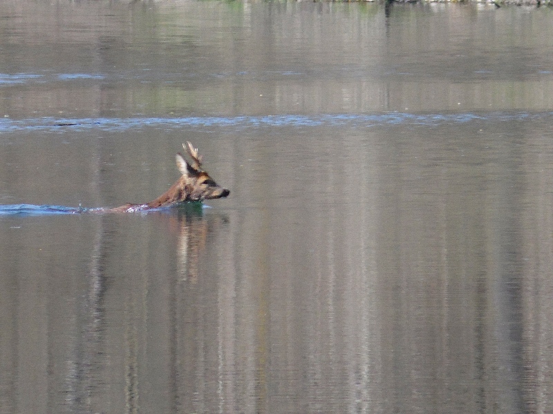 Parco del ticino 7.4.13